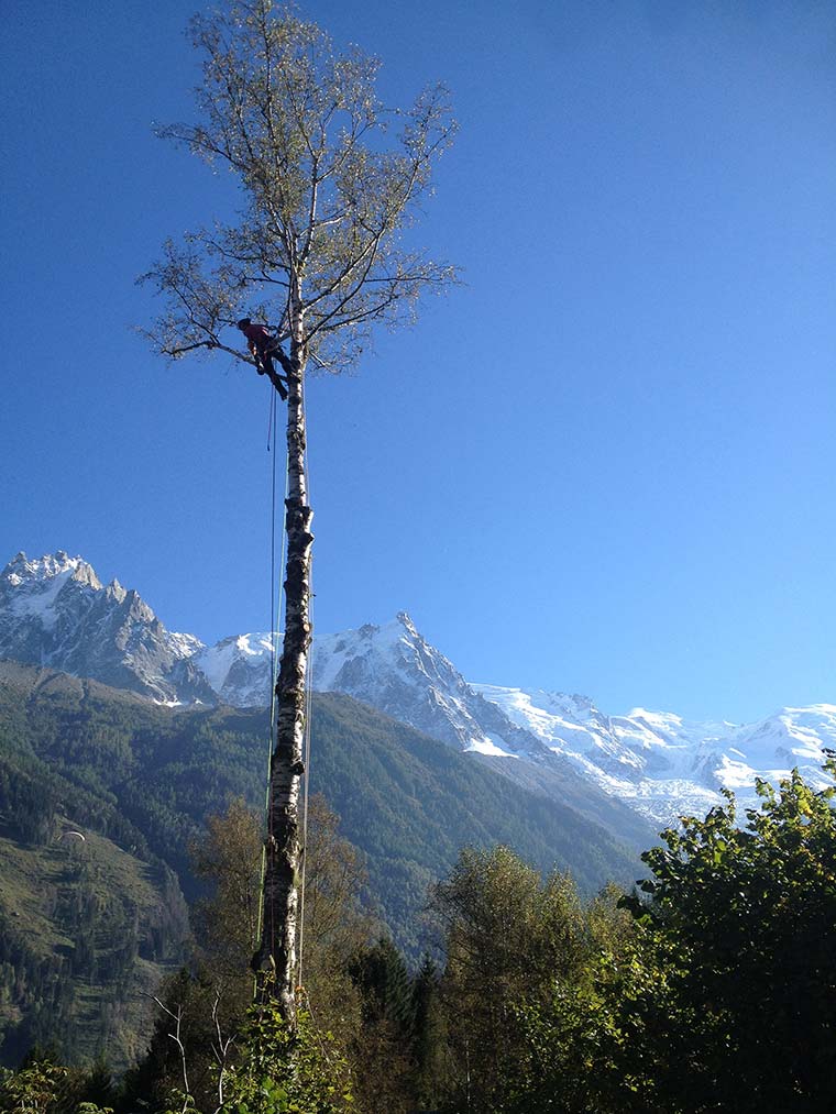 élagage abattage d'un arbre à annecy par chocard